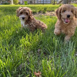 Goldendoodle Puppies from Doodle Vibes of Delaware