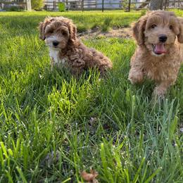 Goldendoodle Puppies from Doodle Vibes of Delaware