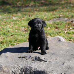 Smoke - Black male Labrador Retriever puppy in Buffalo Valley, Tennessee from Buffalo Valley Breeders