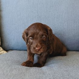 Aussiedoodle, Bernedoodle, and Cavapoo Puppies from SanTan Doodles