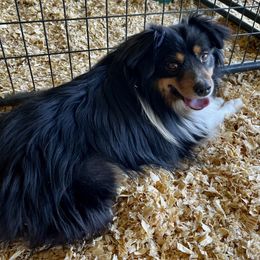 Archie - Miniature Australian Shepherd