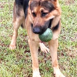 Luke - German Shepherd