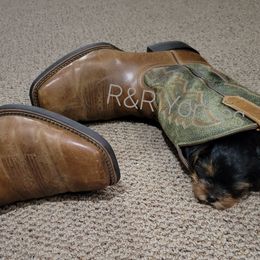Yorkshire Terrier Puppies from R&R Yorkies of San Antonio