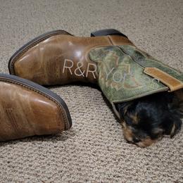 Yorkshire Terrier Puppies from R&R Yorkies of San Antonio