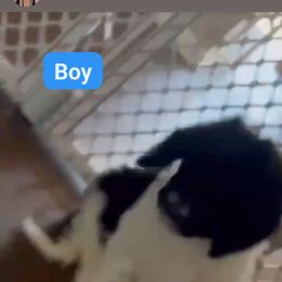 Goldendoodle and Poodle Puppies from Elizabeth Rocha's Doodles