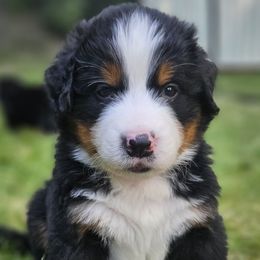 Bernese Mountain Dog Puppies from Rusty Brows Berners