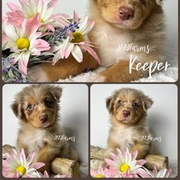 7 Keeper - Red merle female Australian Shepherd puppy in Huntington, Texas from JKKJ Farms, LLC