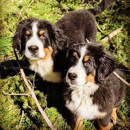 Bernese Mountain Dog Puppies from Black Forest Bernese