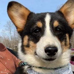 Pembroke Welsh Corgis from Soul Sisters Corgis