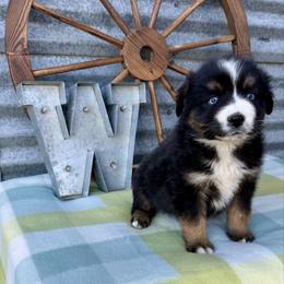Oreo - Black tri male Miniature Australian Shepherd puppy in Checotah, Oklahoma from Wild Outlaw Aussies