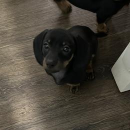 Dachshund Puppies from Johnson’s Weiner Farm