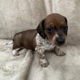 Loretta - Piebald female Dachshund puppy in Greenback, Tennessee from Low Rider Litters