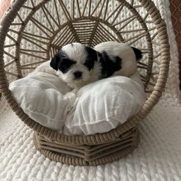 Leif - Black and white male Shih Tzu puppy in Huntsville, Alabama from Sunnybrook Shih Tzu