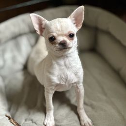 Lora - White female Chihuahua puppy in Allentown, Pennsylvania from Tsunami Cockers & Chihuahuas