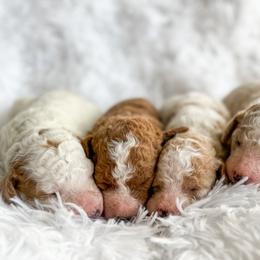 Goldendoodle Puppies from ZaraDoodles
