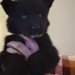 Genesis - Black female Siberian Husky puppy in Urbana, Ohio from Fairhaven's Siberian Huskies