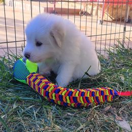 Great Pyrenees Puppies from Painted Sky