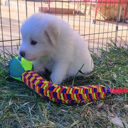 Great Pyrenees Puppies from Painted Sky