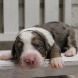 Merle Female 2 - Merle female Bernedoodle puppy in Belgreen, Alabama from Scott’s Farm Poodles and Doodles