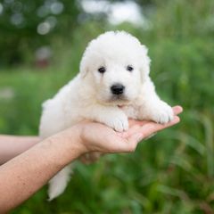 Lark - White female Maremma Sheepdog puppy in Conway, Missouri from 2J 2K Border Collies | Maremma Sheepdogs