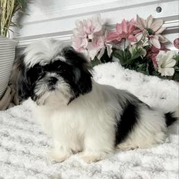 AKC Kimmie - Blue and white female Shih Tzu puppy in Elgin, South Carolina from Silver Bells Paw Prints