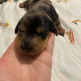 Dachshund Puppies from Sassy Kat’s Dachshunds