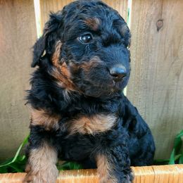 Sabi (aka Lightsaber) - Black phantom male Aussiedoodle puppy in Louisville, Kentucky from Louisville Doodles