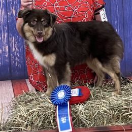 Miniature American Shepherd and Miniature Australian Shepherd All Grown Up from Taylor Made Aussies  & Taylor Made Miniature American Shepherd