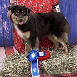 Miniature American Shepherd and Miniature Australian Shepherd All Grown Up from Taylor Made Aussies  & Taylor Made Miniature American Shepherd