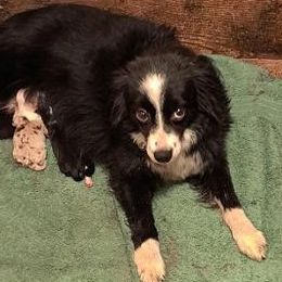 Shelby - Miniature Australian Shepherd