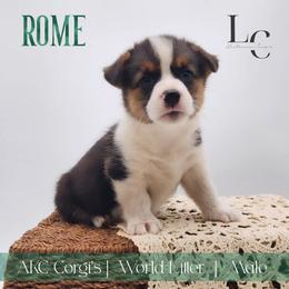 Rome - Black and tan male Pembroke Welsh Corgi puppy in Pine Village, Indiana from NL Horsemanship