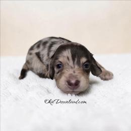 Marni - Chocolate and cream female Dachshund puppy in Oklahoma City, Oklahoma from OkieDoxieland Dachshunds