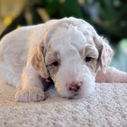 Pink Collar Girl - White female Cavapoo puppy in Almira, Washington from Cavapoo Cuddles