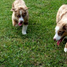 Miniature Australian Shepherd Puppies from AussiesRus
