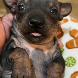 American Hairless Terrier Puppies from Bare Valley
