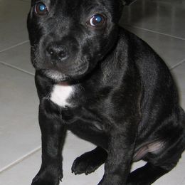 Staffordshire Bull Terriers from Alchemist Staffords