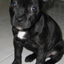 Staffordshire Bull Terriers from Alchemist Staffords