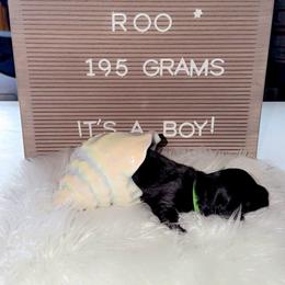 Roo - Black and tan male Dachshund puppy in Fairchance, Pennsylvania from Libby’s Doxies