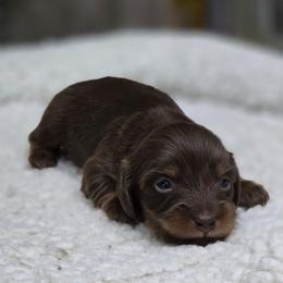 Nash - Chocolate and tan male Dachshund puppy in Oklahoma City, Oklahoma from OkieDoxieland Dachshunds