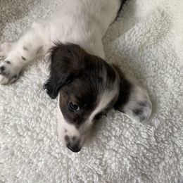 Dachshund Puppies from Bella’s Puppies