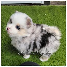 Maya - Merle female Pomsky puppy in North Liberty, Indiana from Indiana Pomsky