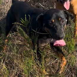 Warden - Catahoula Leopard Dog