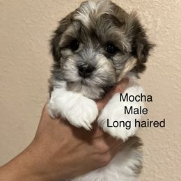 Havanese Puppies from Hoodview Havanese