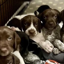 German Shorthaired Pointers from Spotted Lane Farm