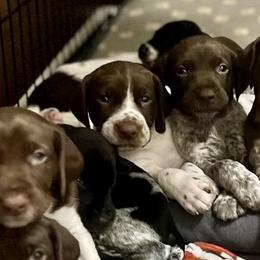 German Shorthaired Pointers from Spotted Lane Farm