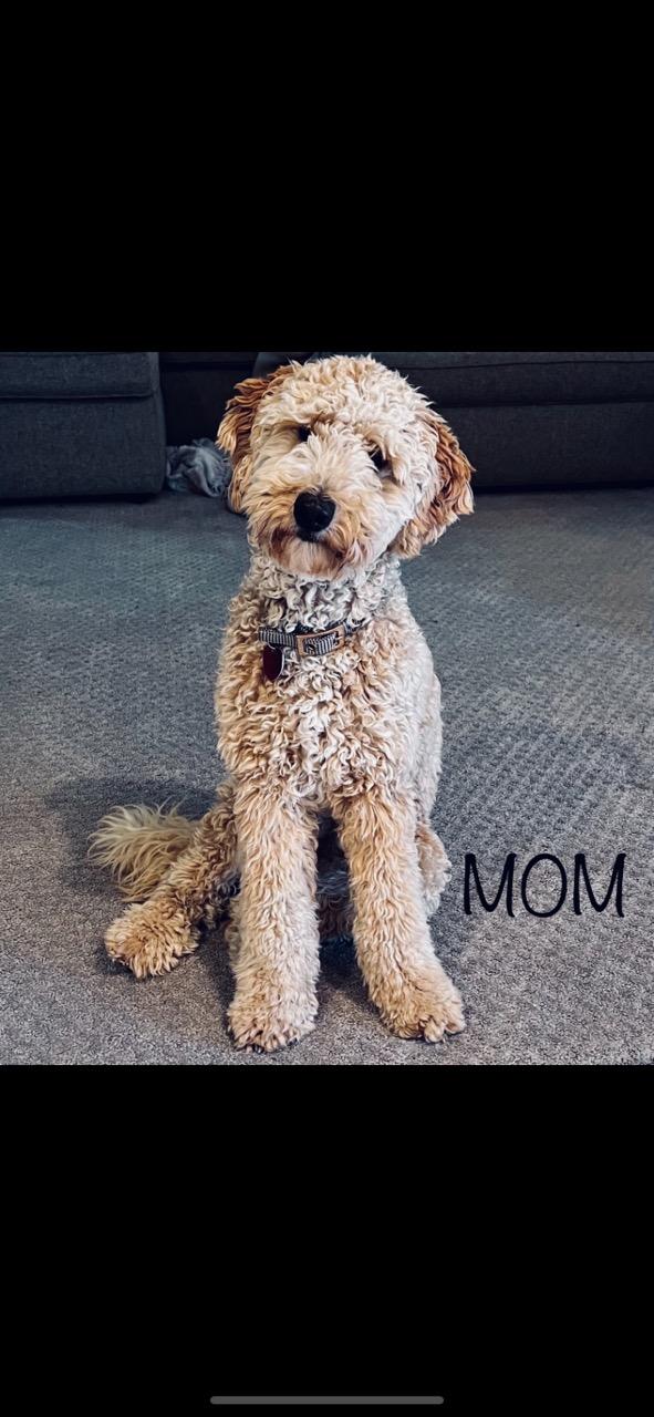 Golden Rivers Doodles in Missouri Goldendoodle puppies Good Dog