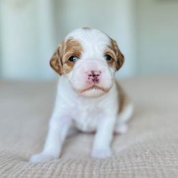 Spike - Parti male Goldendoodle puppy in Sterling, Illinois from Charley's Goldendoodles