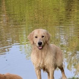 Golden Retriever Puppies from Briarcrest Golden Retrievers