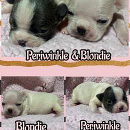 Periwinkle - Blue female Boston Terrier puppy in Brazos Point, Texas from TX Southern Belle Bostons