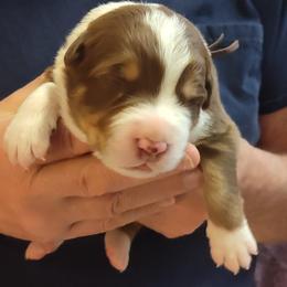 Australian Shepherd Puppies from Shadowood Australian Shepherds